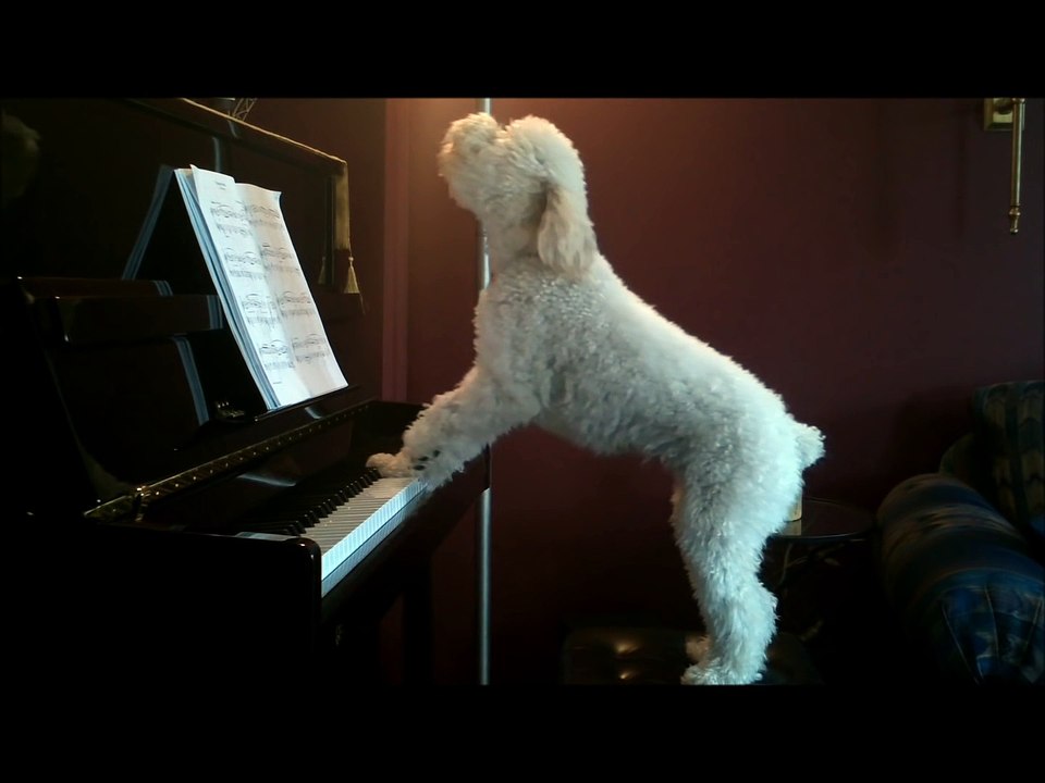 Ce chien joue du piano et chante!!!