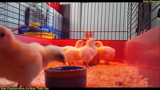 Con Chim Non - Liên Khúc Nhạc Thiếu Nhi Hay Nhất Cho Bé