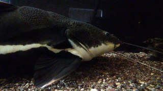 Big redtail catfish