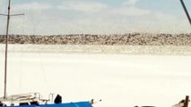 Snow Geese Canandaigua Lake, Finger Lakes NY