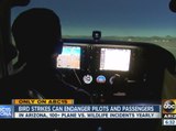 Bird strikes can endanger pilots and passengers