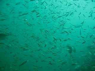 Plongee ko phi phi 2007