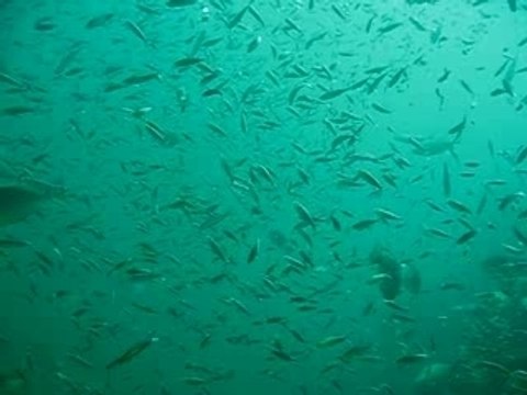 Plongee ko phi phi 2007