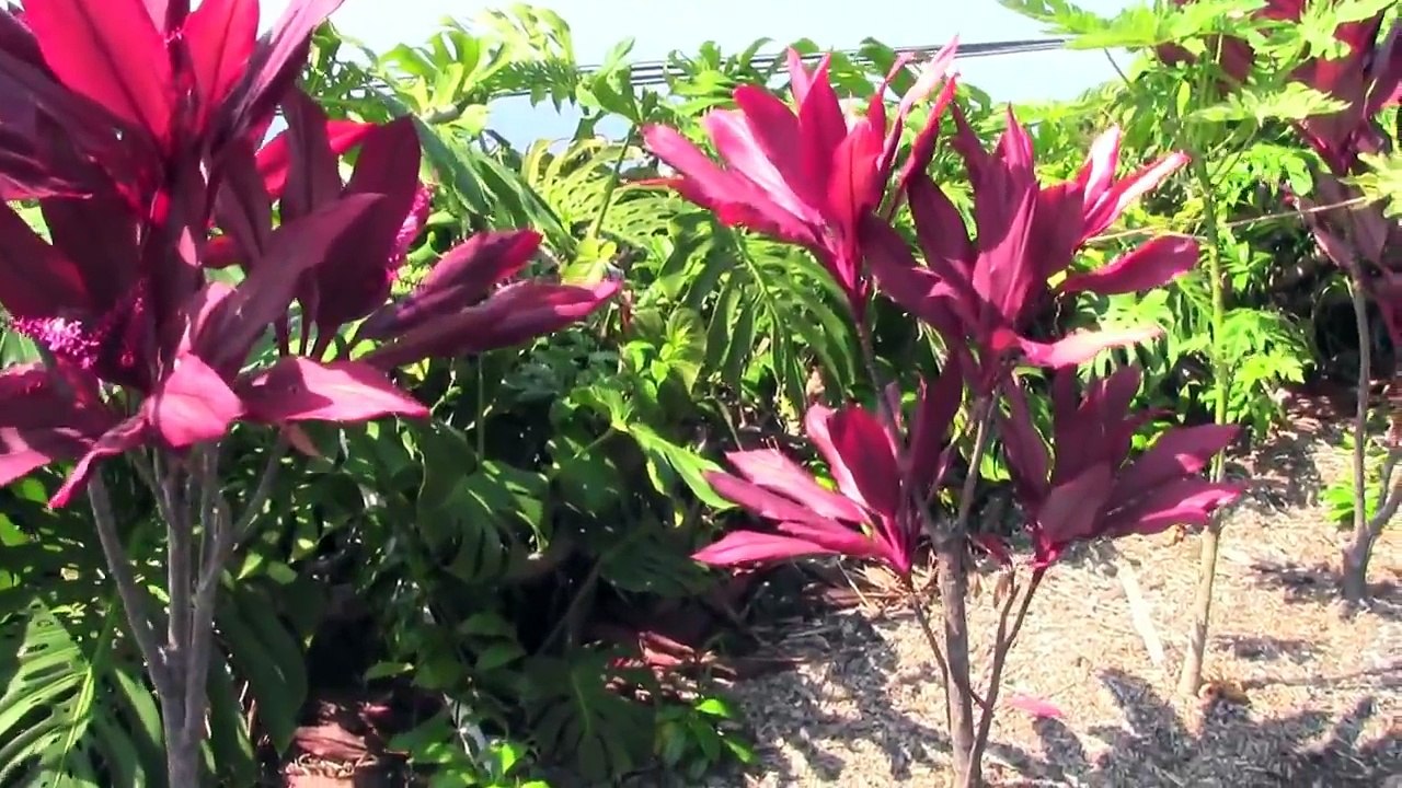 Starting a Tropical Perennial Vegetable Garden in Hawaii