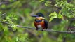 Birding Crooked Tree Lagoon with Birds Eye View Lodge