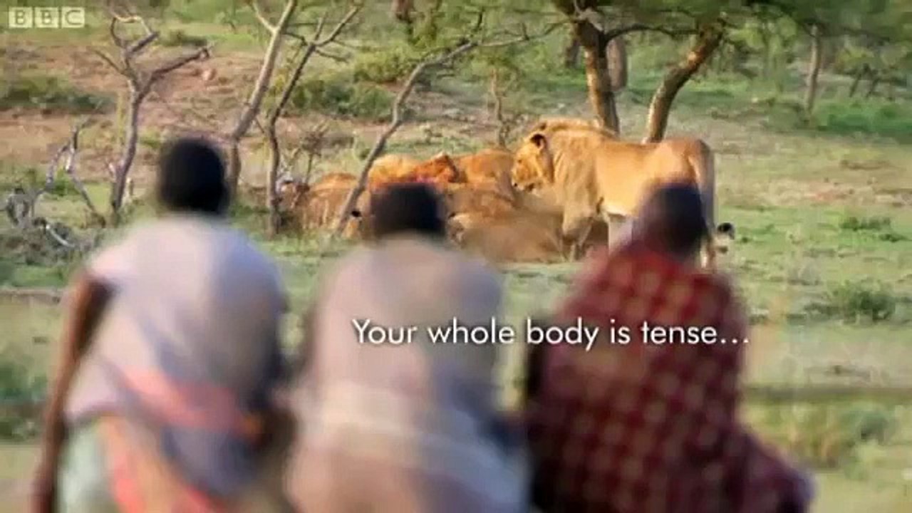 Sharing With Lion's Food Without a Fight .