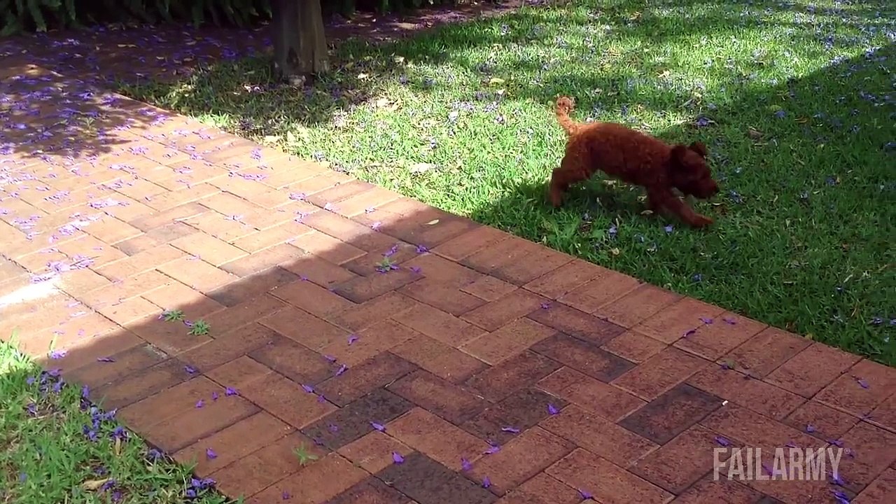 Funniest Animal Fails Compilation || FailArmy
