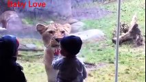 Animals Try To Attack Kids at the zoo - Funny Animals Videos