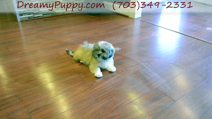 Dreamy Puppy Lhasa Apso Girl!(1)
