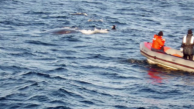 Il lui a fallu 5 heures pour secourir cette baleine prise dans un filet. Qu’a fait la baleine ensuite ? Incroyable.
