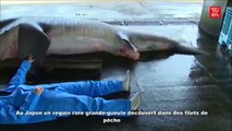 Au Japon un requin rare grande-gueule découvert dans des filets de pêche