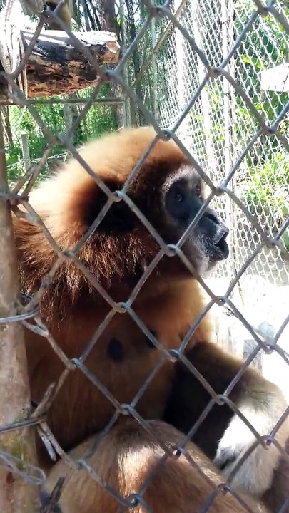 animal gorilla crazy and singing