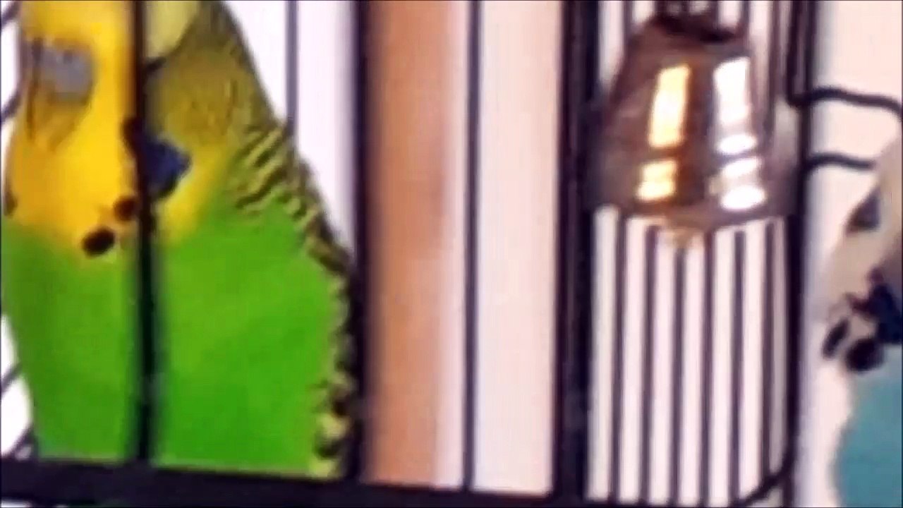 The budgies - max grün and paul blau /full film/complete movie/ganzer film