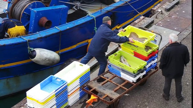 Sortie les tulipes en Bretagne Guilvinec la criéeAvril 2016