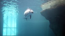 Naissance d'un bébé dauphin à l'aquarium de Chicago - Grand moment