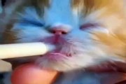 Baby kitty flaps her ears while drinking milk from a bottle