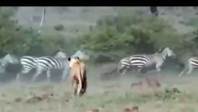Angry Zebra Attack Lion - Wild Animals Attack - Video HD