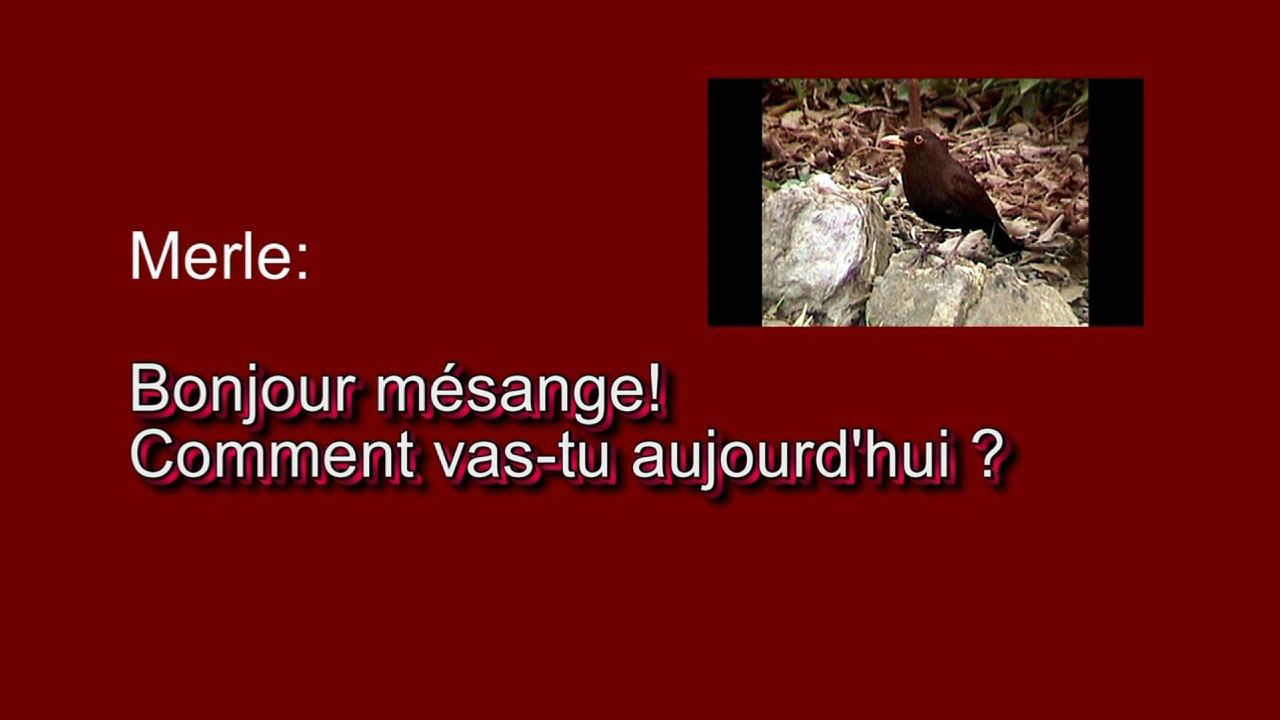 Comprenez les oiseaux
