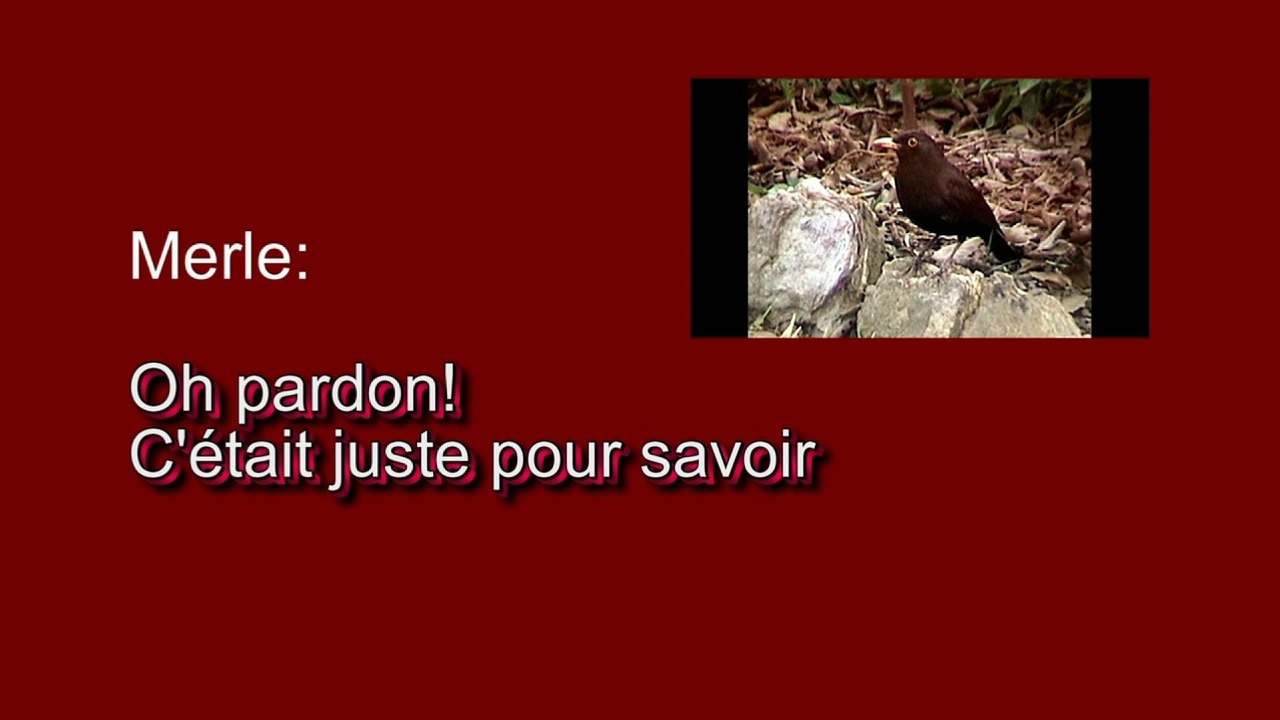 Discussion entre oiseaux