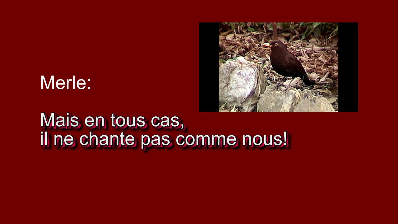 Comprendre les oiseaux lorqu'ils se  "parlent"