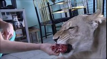 Ecco cosa succede se vivi con un leone in casa (VIDEO SHOCK)