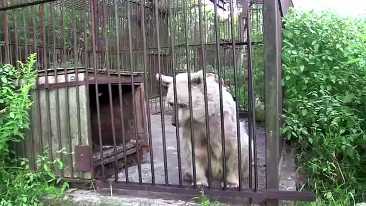 Rescued Bear's Shocking Transformation - Fifi l'ours VOSTFR