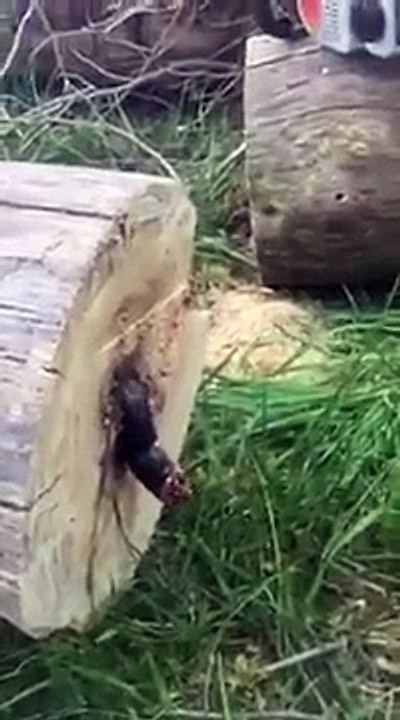 Guy cuts down tree, but there's a surprise inside