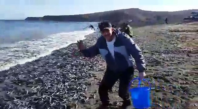 Массовое безумие голодных россиян На Сахалине люди целыми семьями бросились собирать выброшенную на берег мойву
