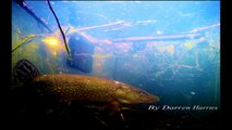 Underside #Pike #Terrapins #Salmon #eel  #Sealife #Newts #Minnows and #Amphibians  #Stoneloach