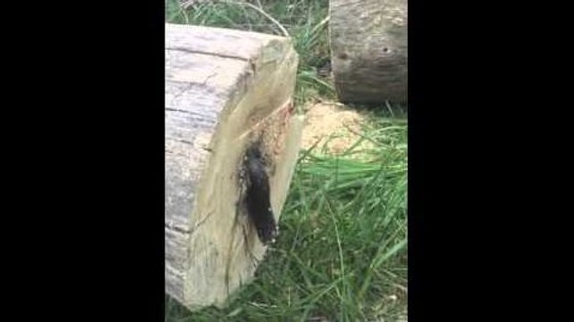 Un homme découpe un arbre et découvre un serpent à l'interieur