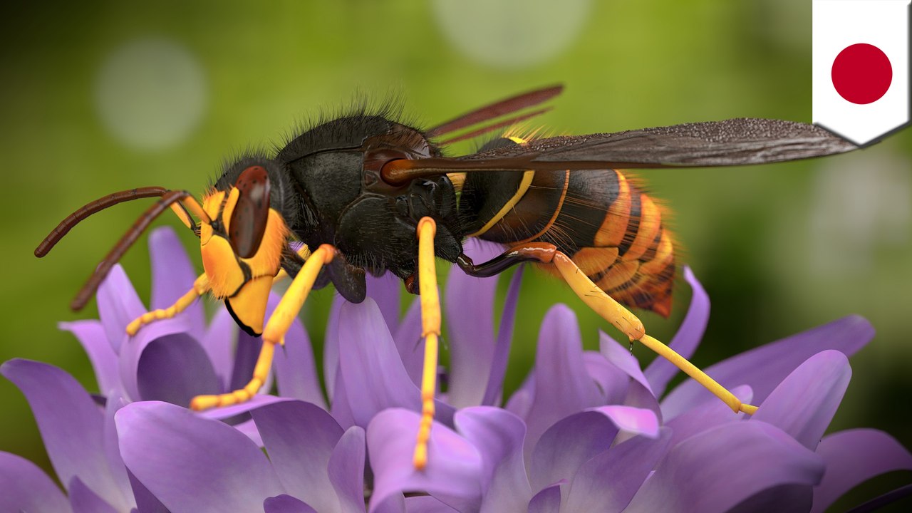 Giant Asian Hornet surprises Japanese woman in bedroom closet