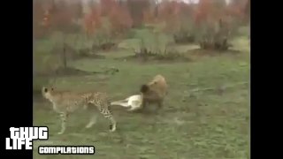 Wolf vs Deer Very Funny
