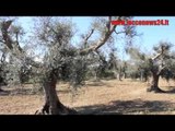 Xylella, in Grecia l'emergenza diventa 