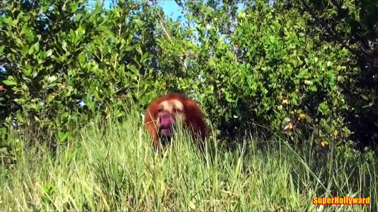 LION PRANK! (FUNNY PRANK 2015)