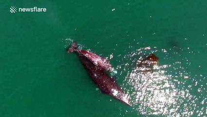 Incredible drone footage of migrating Whales at Paradise Cove, USA