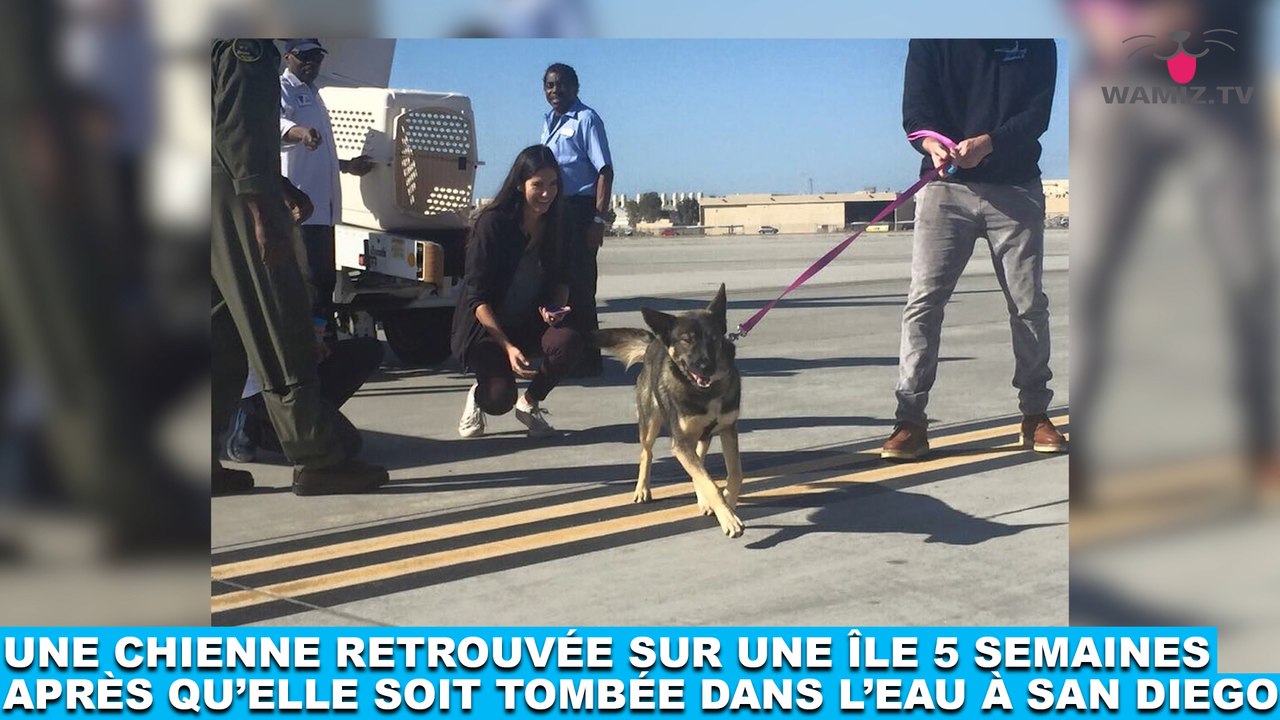 Une chienne retrouvée sur une île 5 semaines après qu'elle soit tombée dans l'eau à San Diego! À voir dans la Minute Chien