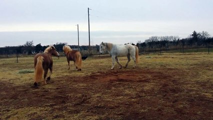 Horses playing after being in the stalls for a day