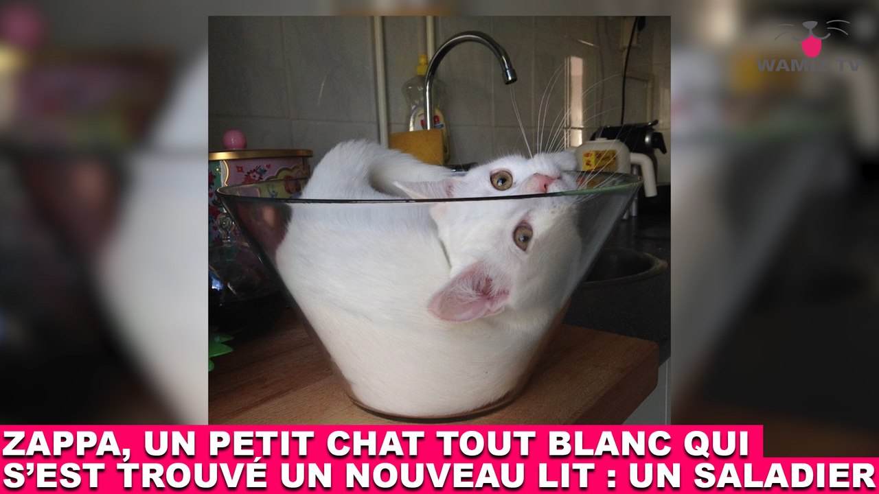 Zappa, un petit chat tout blanc qui s'est trouvé un nouveau lit : un saladier ! Tout de suite dans la Minute Chat #197 !