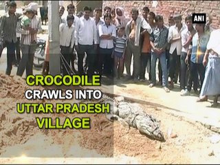 Crocodile crawls into Uttar Pradesh village