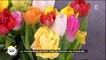 La tulipe nous en fait voir de toutes les couleurs...