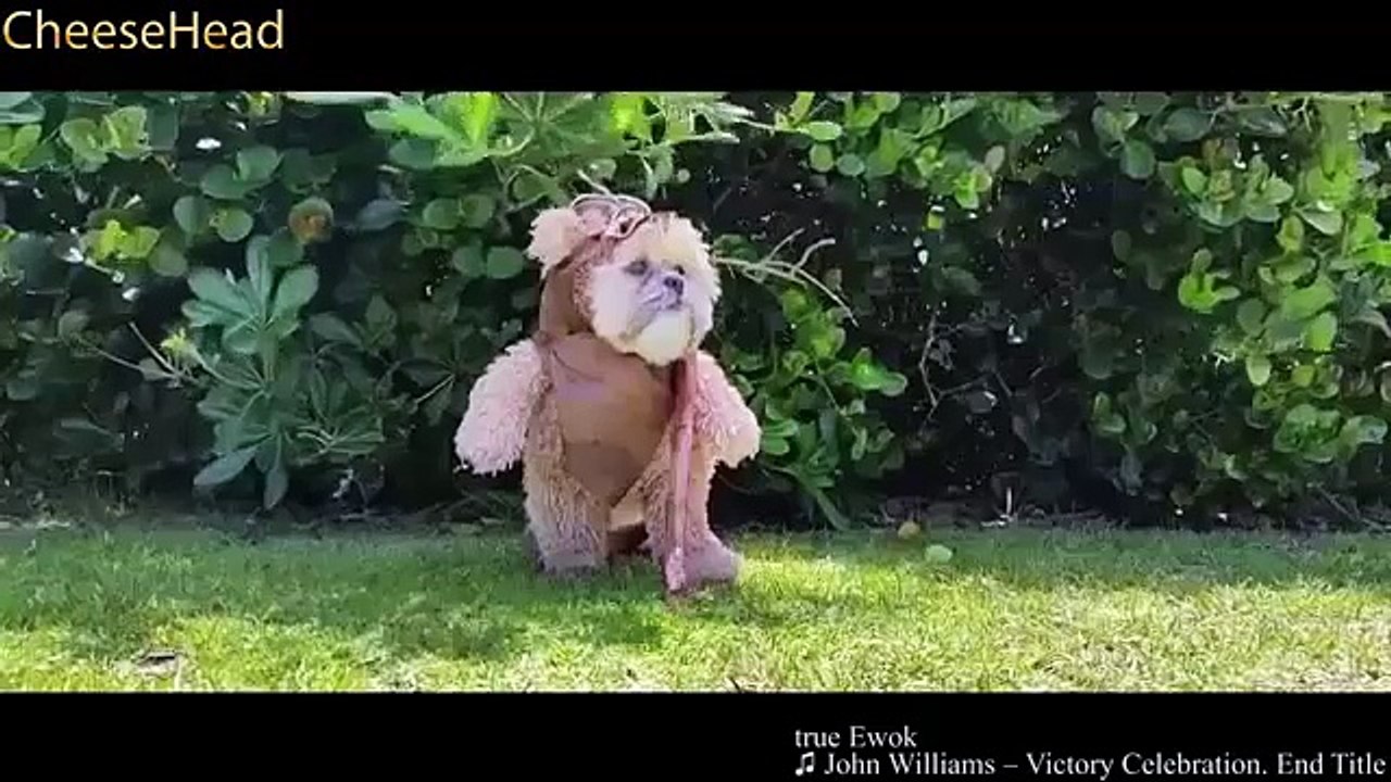 BEST COUBS - funny, enjoyable, happy, pleasure, sexy, Compilation Best coubs videos (3)