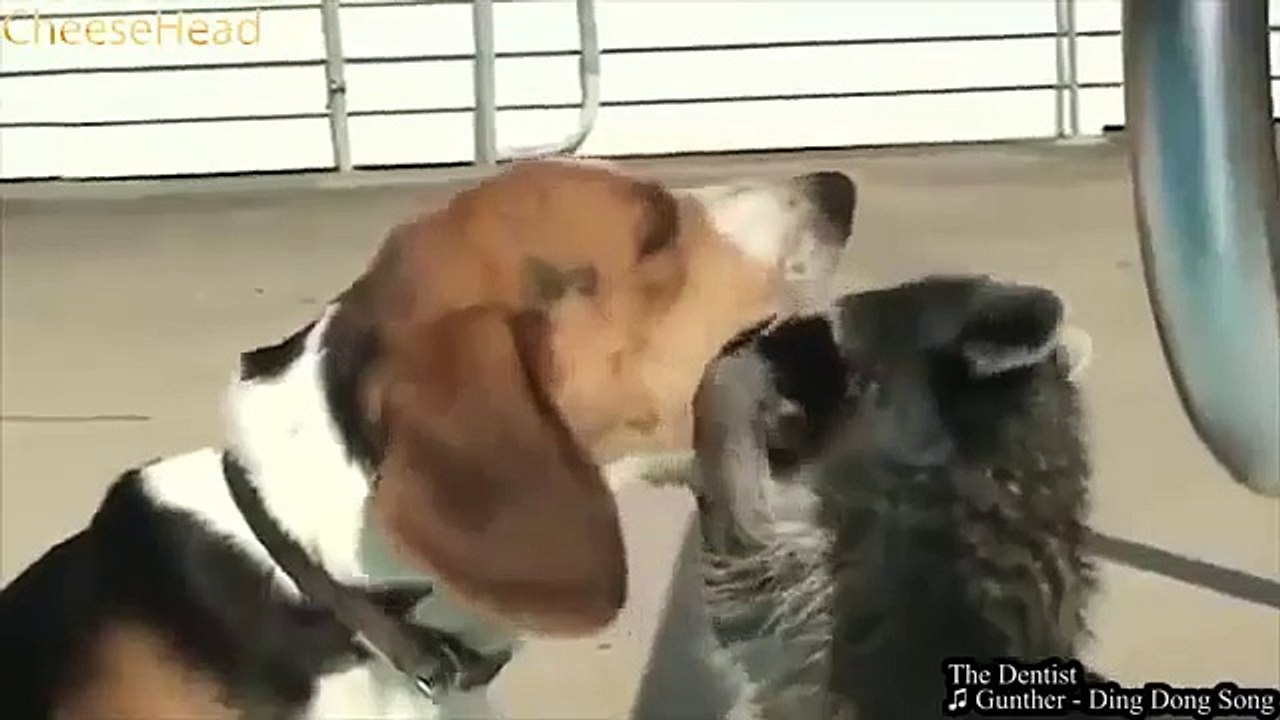 BEST COUBS - funny, enjoyable, happy, pleasure, sexy, Compilation Best coubs videos (10)