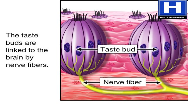 what are taste buds - How taste buds works - Taste buds physiology, mechanism and functions