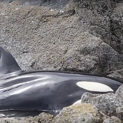 Uma orca em perigo