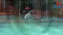 OMG Dog atack catfish