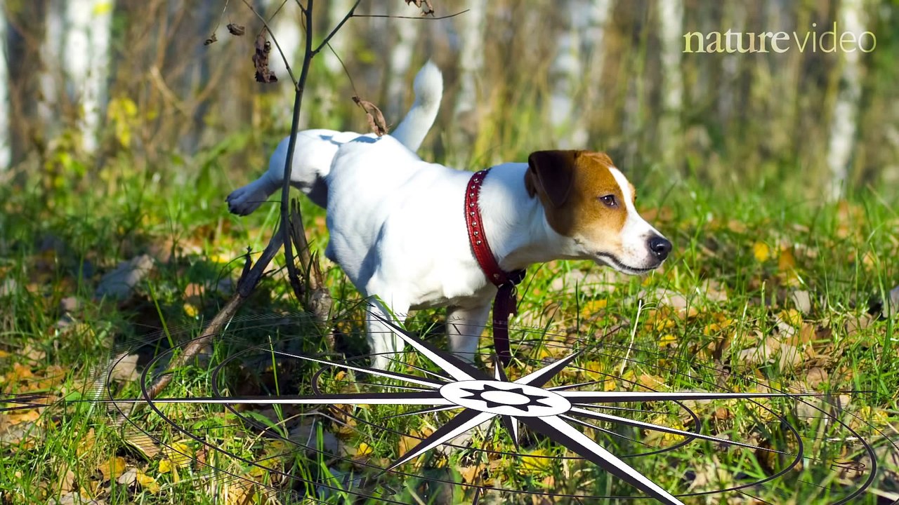 Top 10  des plus beaux animaux