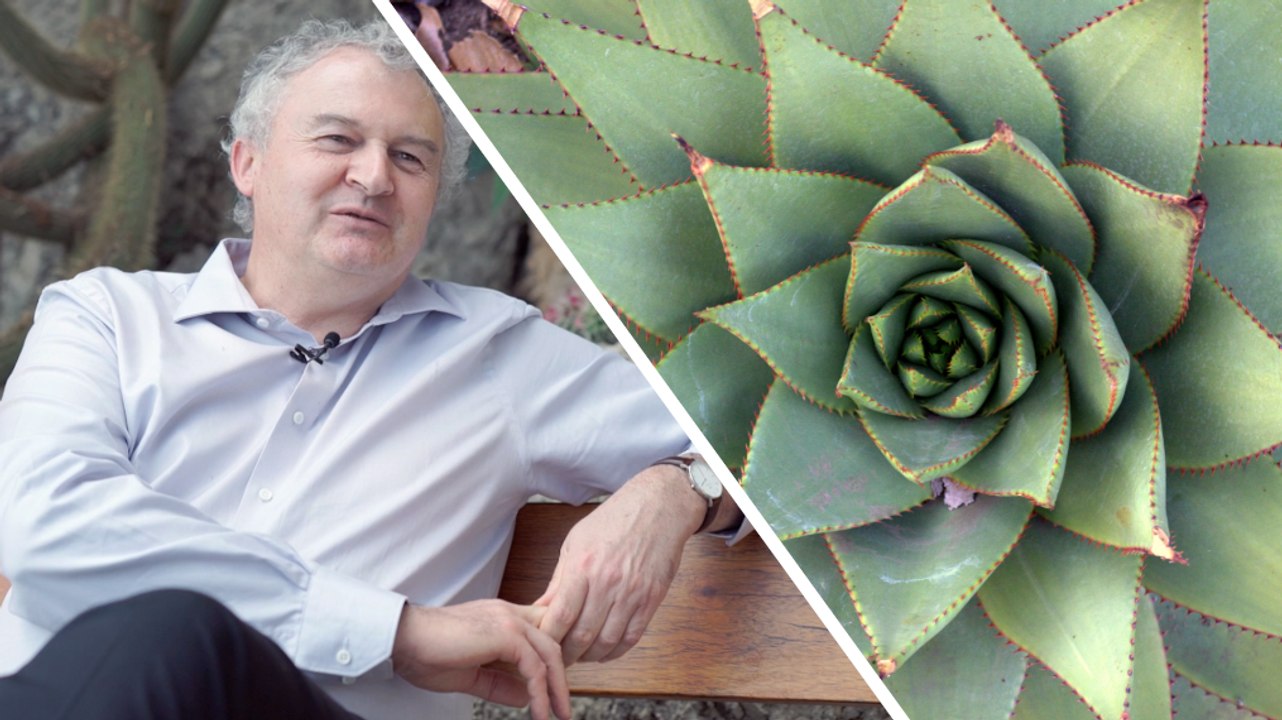 L'étrange utilisation des plantes grasses, de l’Aloe vera au peyotl