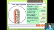 OCR Biology 14 Animal and plant cells and tissues