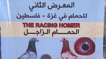 هذه قصتي- محمد الغول.. يهوى تربية حمام الزينة