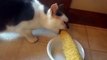 Кот очень любит кукурузу. Кот ест кукурузу
